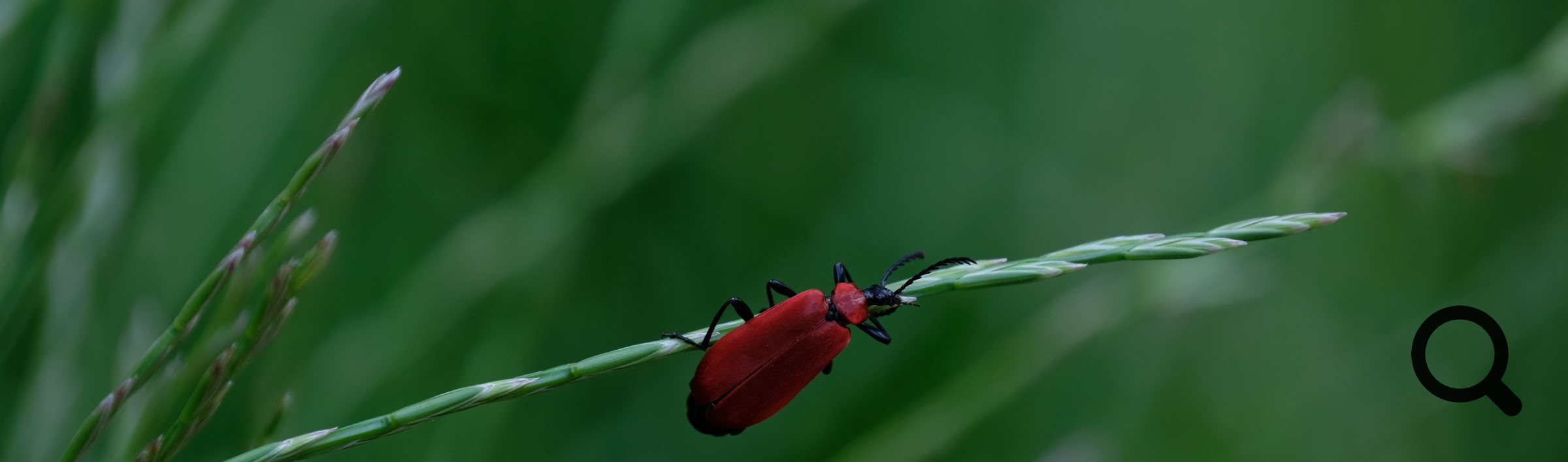 Længde: 14-18 mm. Den største af vores 3 kardinalbiller. Dækvingerne og pronotum er røde, mens scutellum og hovedet er helt sorte. Hovedet er bagtil stærkt indsnøret. Benene og følehornene er sorte. Følehornene er hos begge køn kamdannede, hos hannen er kamdannelserne længere og smallere end hos hunnen.