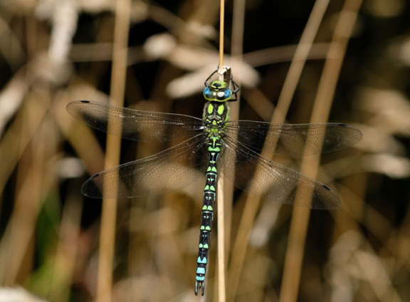 Med en kropslængde på ca. 65-75 mm, er Grøn mosaikguldsmed en af vore store guldsmede. Den har meget brede grønne skulderstriber, ligesom Blå mosaikguldsmed. Siden af brystet er klar grøn og afbrydes ikke af kraftige mørke striber modsat de øvrige mosaikguldsmede. Bagkroppen er typisk for mosaikguldsmede, en mørk/brun baggrund med parvise farvede pletter i bagkroppens længde. Hos hunnen af Grøn mosaikguldsmed er disse pletter grønne, hos hannerne er de blå