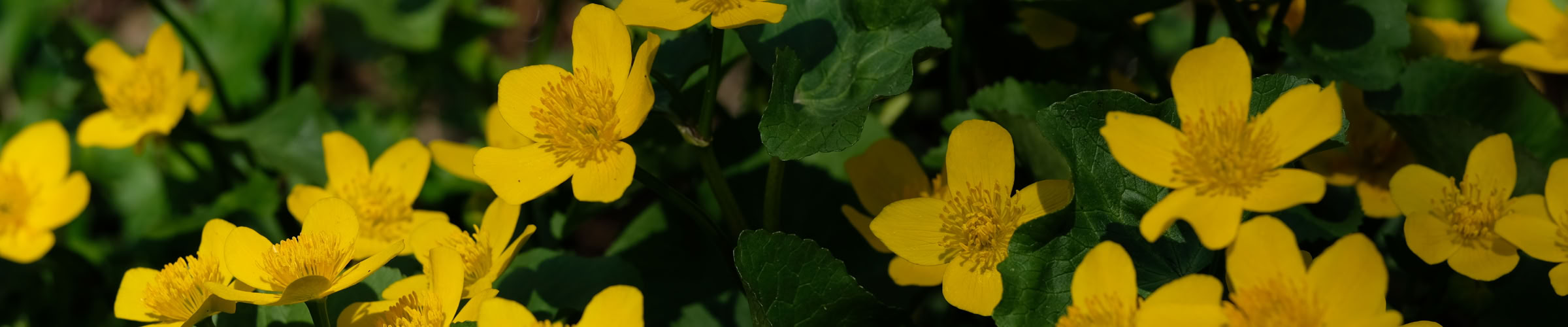 Engkabeleje er en vandplante, der blomstrer i april-juli måned med små fine gule blomster. Velegnet som kant ved have dammen.